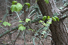 Parc de Sculpture Le Besset, France